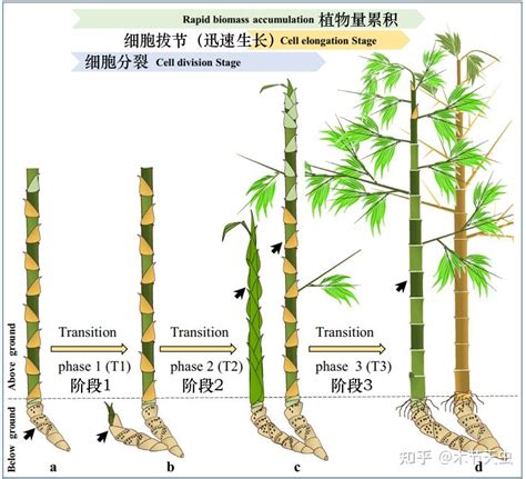 竹子的根系|竹（禾本科竹亚科植物）